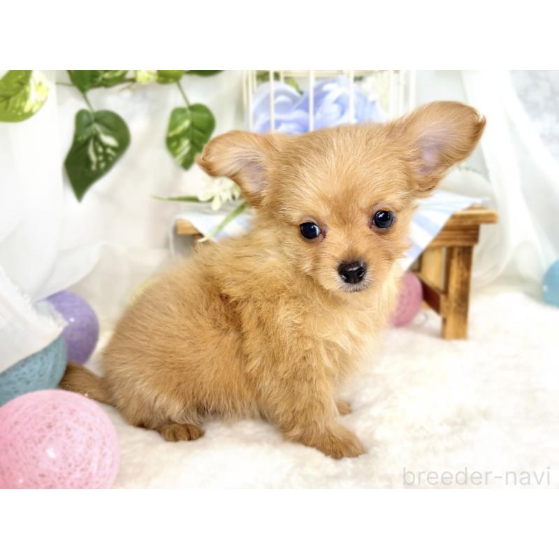 成約済の滋賀県のチワプー:チワワ×トイプードル-410376の3枚目